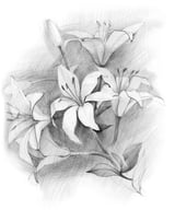 Flower sketch